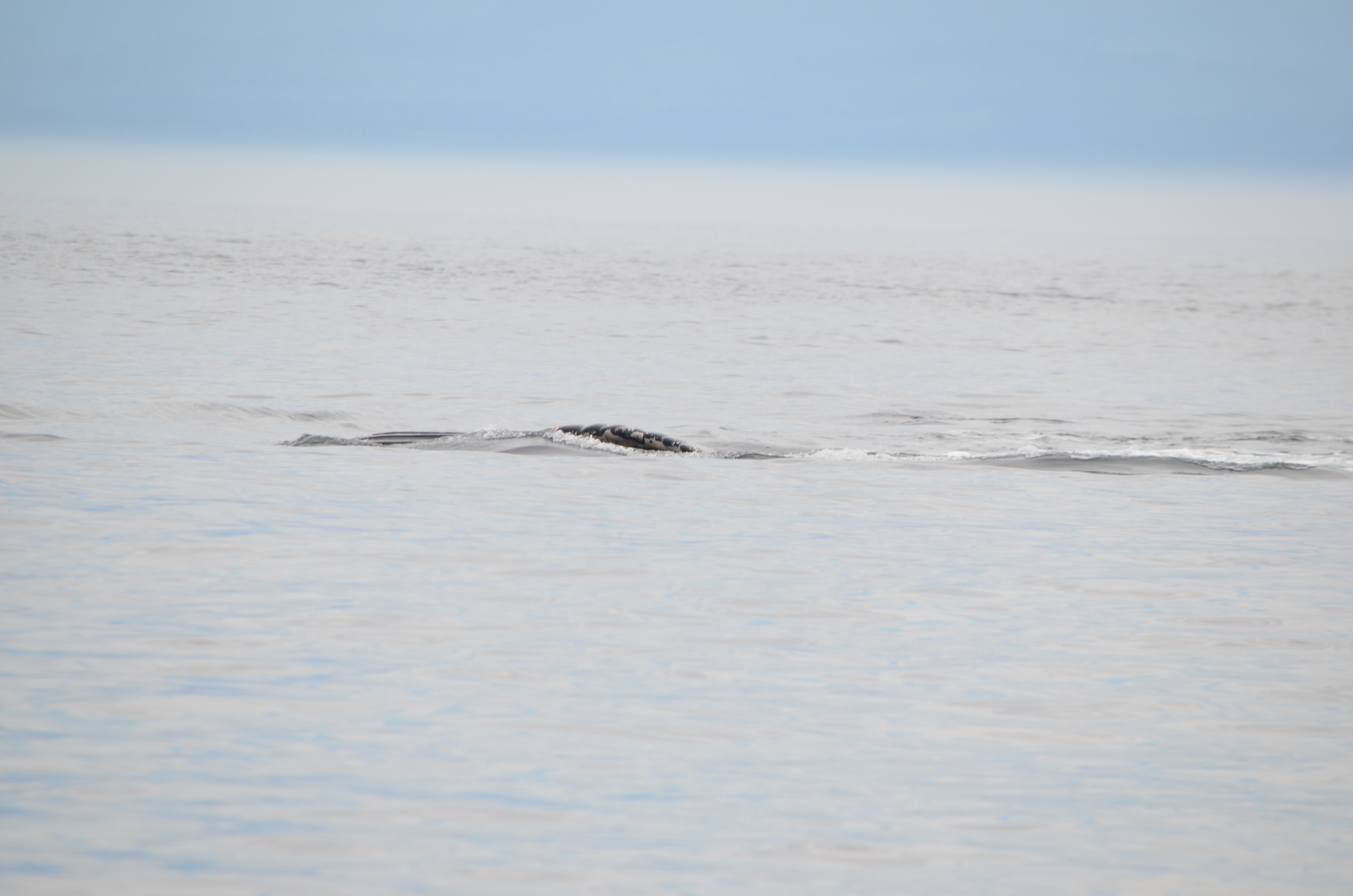 photos/wildlife/Mammal_Species/Humpback Whale/DSC_0162.JPG